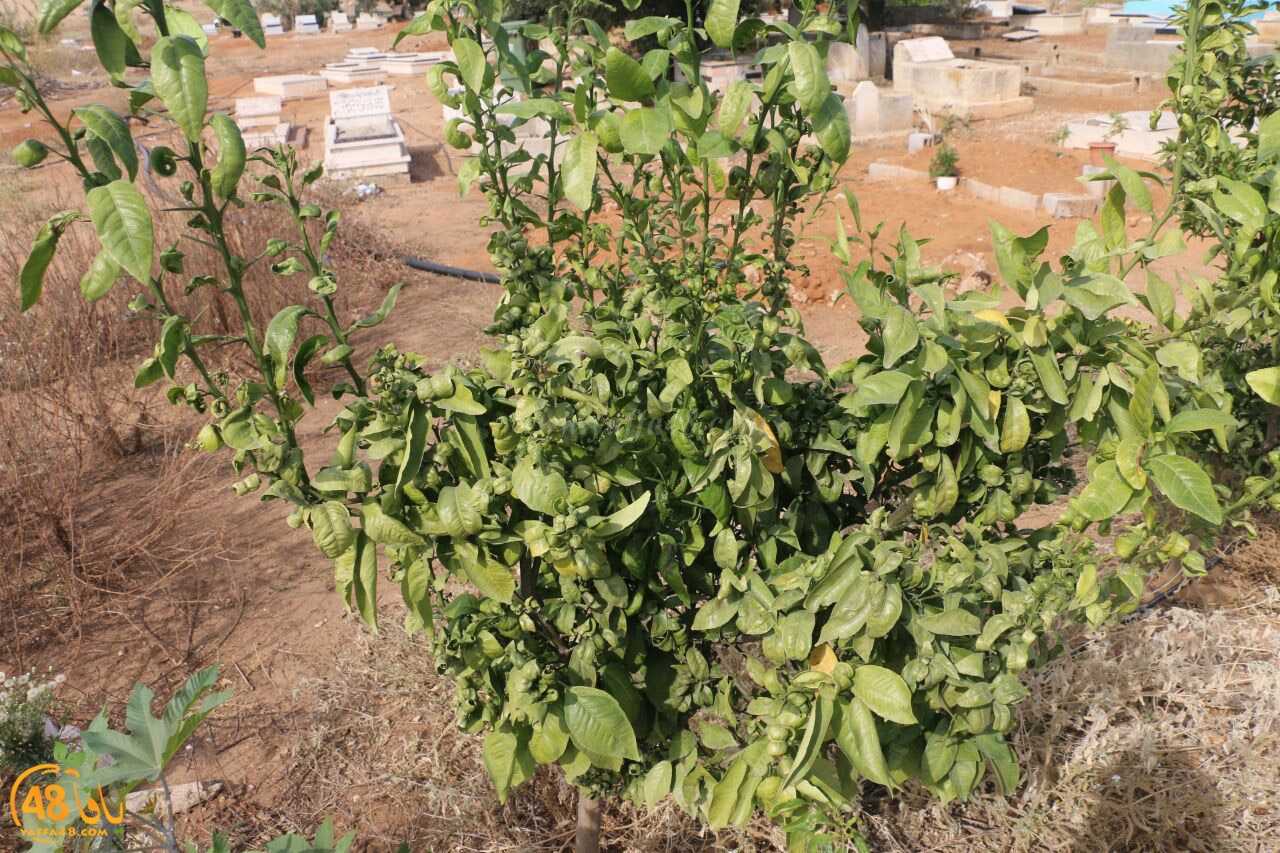 trees on tasoo (2).jpg